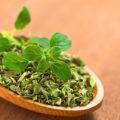 Oregano